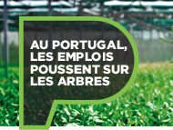 Les forêts portugaises