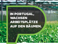 Portugals Waldflächen Portugals Waldflächen
