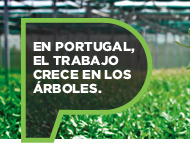 Bosques de Portugal Bosques de Portugal