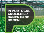 Portugals bossen Portugals bossen
