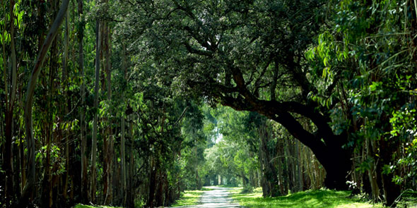 Portuguese forest